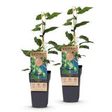 Kiwaï Issai autofertile - Actinidia arguta - 2 plants - H 50 cm, pot Ø15 cm