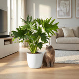 Green boutiQ - Zimmerpflanze - Philodendron - Philodendron Lickety Split - Grün - Pflegeleicht - 1 Pflanze - mit weißem Übertopf - Topf 19cm - Höhe 70cm