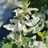 Green boutiQ - Gartenpflanze - Kriechspindel Harlequin - Stammform - Terrassenpflanze - Immergrün - Pflegeleicht - Topf 19cm Höhe 90cm