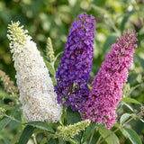 Green boutiQ - Gartenpflanze - Buddleja davidii Tricolour - Schmetterlingsstrauch - Winterhart - Blau - Rosa - Weiß - 3 Pflanzen - Topf 17cm - Höhe 45cm