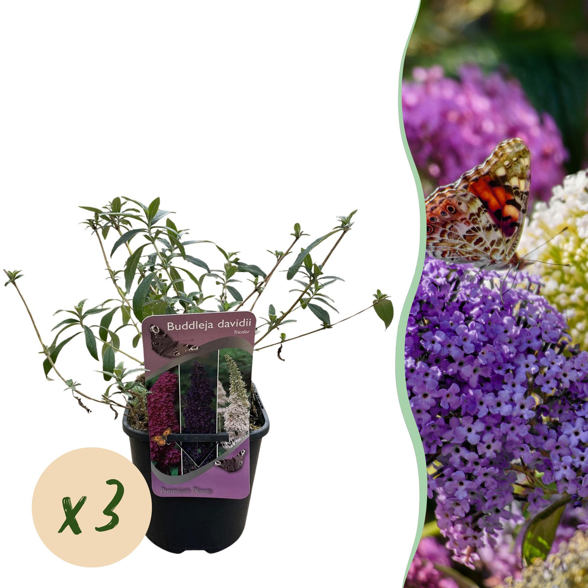 Green boutiQ - Sommerflieder - Buddleja davidii Tricolour - Blüte Rosa, Weiß und Lila - 3 Pflanzen - 1m2 - Laubabwerfend - Schmetterlingsanziehend - Topf 17cm Höhe 30cm