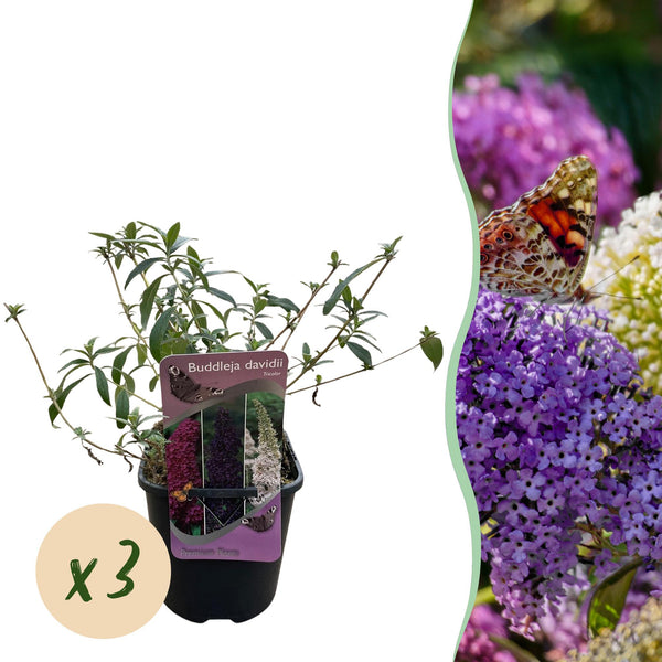 Green boutiQ - Sommerflieder - Buddleja davidii Tricolour - Blüte Rosa, Weiß und Lila - 3 Pflanzen - 1m2 - Laubabwerfend - Schmetterlingsanziehend - Topf 17cm Höhe 30cm