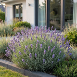 Lavande naine Dwarf Blue - Lavandula angustifolia - H 15-25 cm, pot Ø11 cm - photo 6