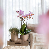 Kolibri Orchids | Set aus weißer Orchidee Zürich und Sukkulente im Tube-Ziertopf Sand - Topfgröße Ø9cm | blühende Zimmerpflanze - frisch vom Züchter