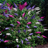 Green boutiQ - Sommerflieder - Buddleja davidii Tricolour - Blüte Rosa, Weiß und Lila - 3 Pflanzen - 1m2 - Laubabwerfend - Schmetterlingsanziehend - Topf 17cm Höhe 30cm
