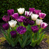 Green boutiQ - Blumenzwiebeln - Tulpen Blueberry Mix - Verschiedene Farben - 12 Stück - Zwiebelgröße 11/12 - XXL Pack