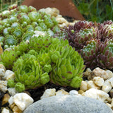 Green boutiQ - Bodendecker - Winterhart -Sempervivum Big Sam - 8 Pflanzen - Verschiedene Farben - Wenig Pflege - Topf 14 Höhe 17