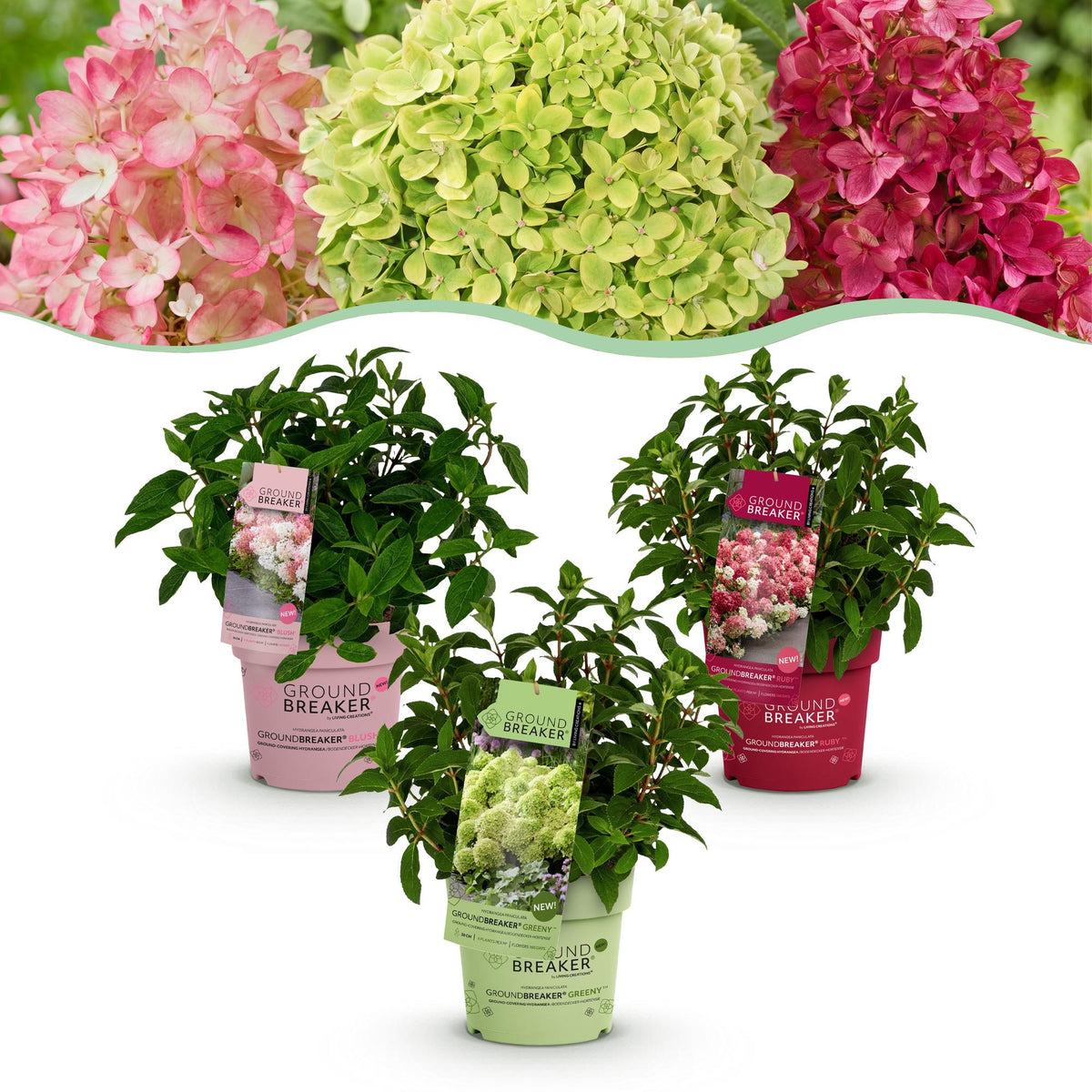 Green boutiQ - Gartenpflanze - Hydrangea paniculata Groundbreaker Blush - Greeny - Ruby - Rispenhortensie - Kompakt - Rosa-Grün-Rot - 3 Pflanzen - Topf 14cm - Höhe 20-25cm