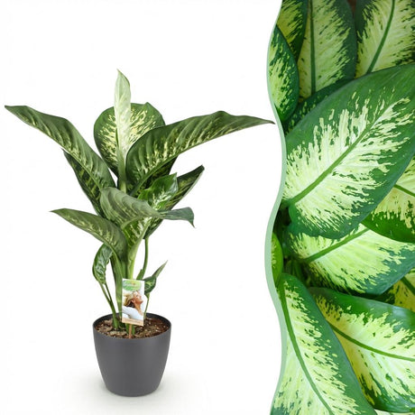 Green BoutiQ - Zimmerpflanzen - Dieffenbachia Tropic Snow - Dieffenbachia - Pflegeleicht - Grün - 1 Pflanze - mit Topf Grau - Topf 21cm - Höhe 90-100cm