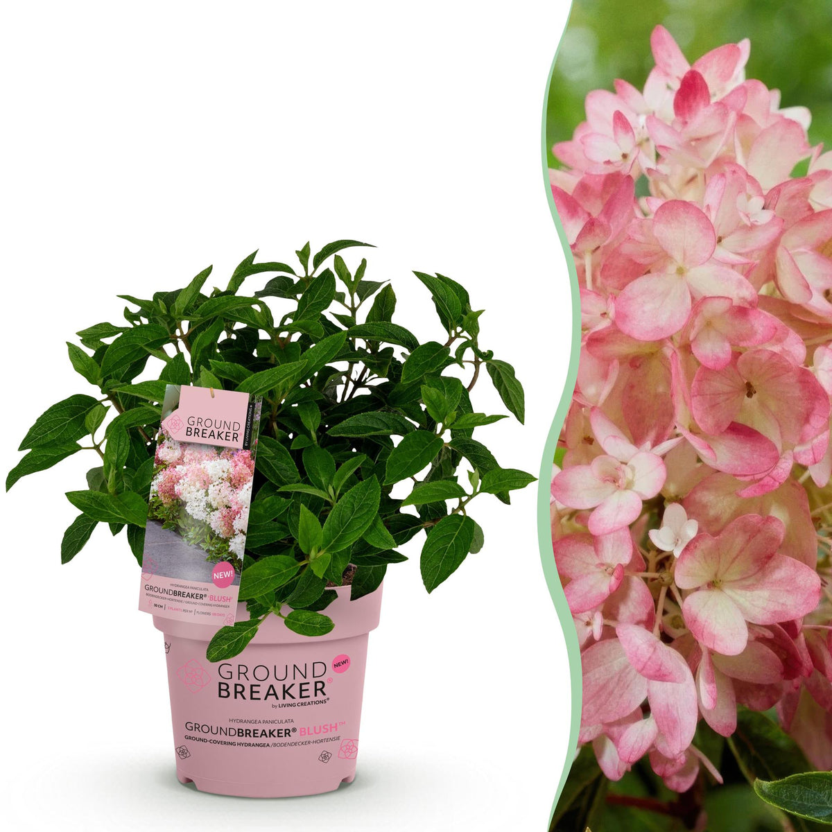 Hortensia paniculé Groundbreaker Blush - H 20-25 cm, pot Ø14 cm - photo 15