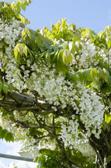 Wisteria floribunda Alba - Weiße Glyzinie - Ø15cm - ↕65cm