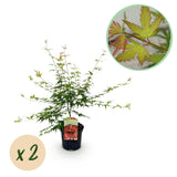 Green boutiQ - Terrassenpflanze - Japanischer Ahorn - Acer palmatum Pink Dwarf - Rosa - 2 Pflanzen - Laubabwerfend - Topf 19cm Höhe 70cm
