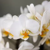 Orchidée Phalaenopsis blanche Blossom Lausanne avec cache-pot Horizon blanc