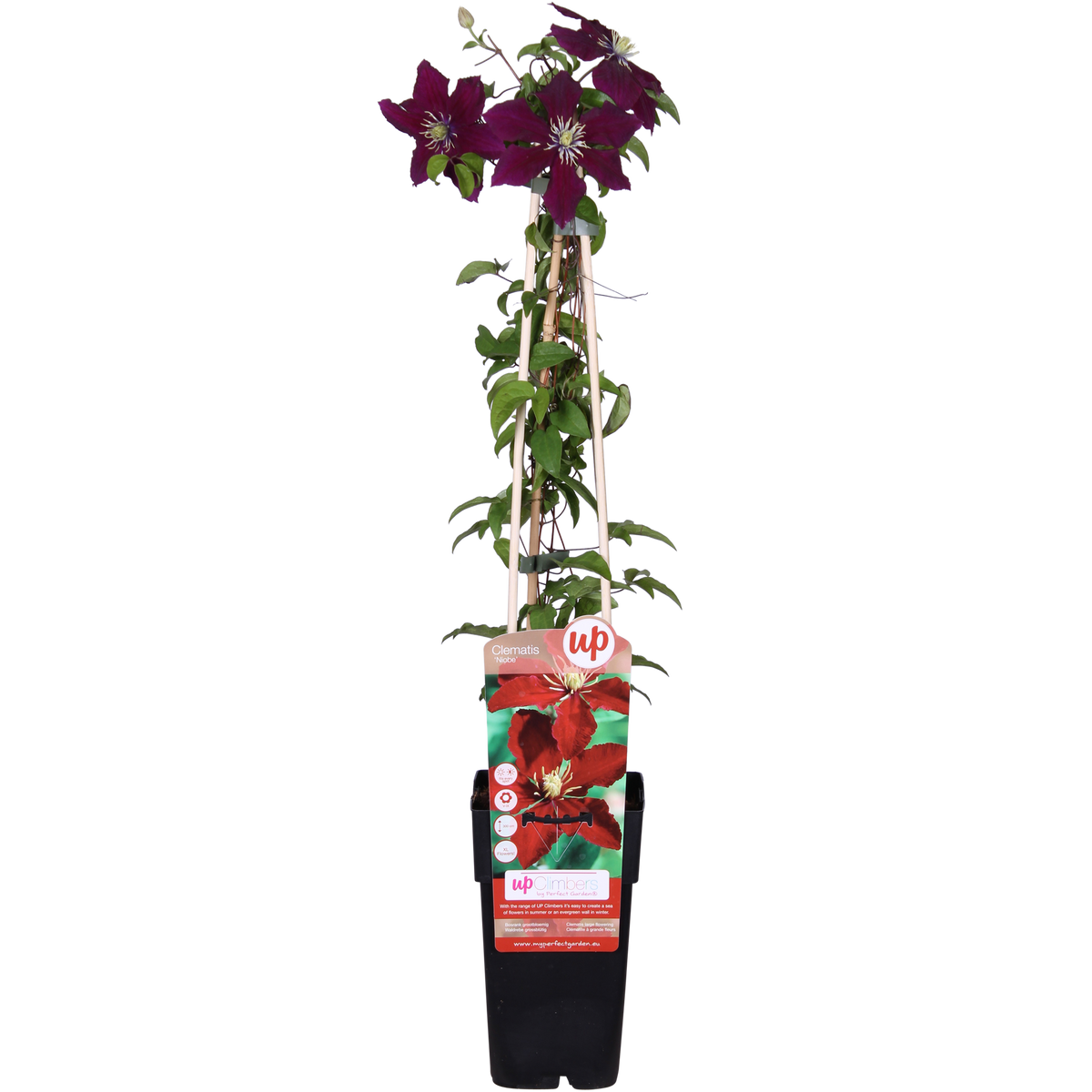 Clématite Niobe - Clématite rouge rubis - H 65 cm, pot Ø15 cm