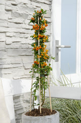 Feuerdorn 'Orange Glow' - Ø15cm - ↕65cm