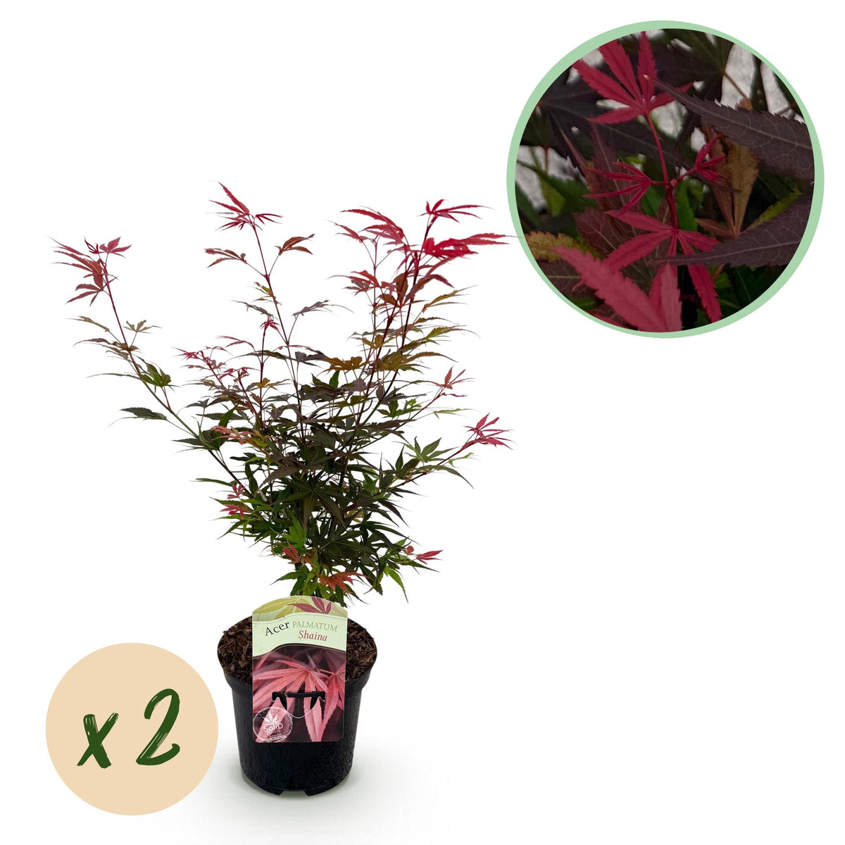 Green boutiQ - Terrassenpflanze - Japanischer Ahorn - Acer palmatum Shaina - Rot - 2 Pflanzen - Laubabwerfend - Topf 19cm Höhe 70cm