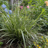 Green boutiQ - Ziergräser - Carex morrowii Ice Dance - Weiß & Grün - 2 Pflanzen - Immergrün - Pflegeleicht - Topf 17cm Höhe 50cm
