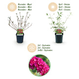 Green boutiQ - Gartenpflanze - Buddleja davidii Royal Red - Schmetterlingsstrauch - Winterhart - Rot - 3 Pflanzen - Topf 17cm - Höhe 45cm