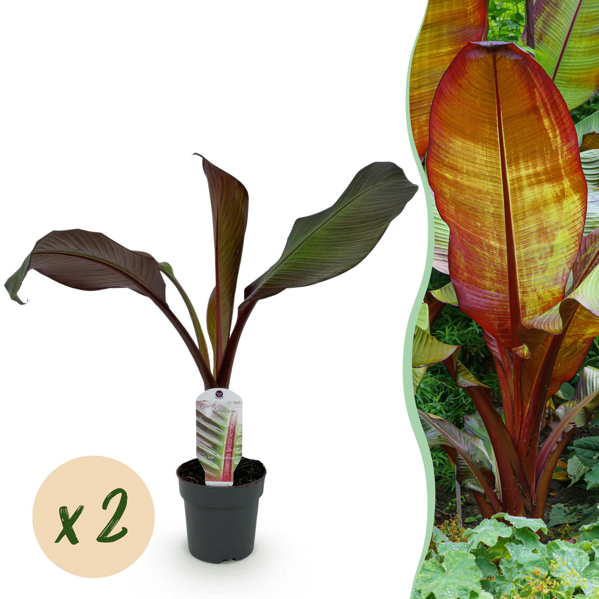 Green boutiQ - Fruitplant - Bananenpflanze - Ensete ventricosum Maurelli - Winterhart - 2 Pflanzen - Topf 12cm Höhe 30cm