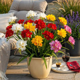 Green boutiQ - Blumenzwiebeln - Freesia Double Mix - Verschiedene Farben - 40 Stück - Zwiebelgröße 5/6 - XXL Pack