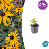 Rudbeckia Goldsturm en godet - Rudbeckia fulgida - H 10-25 cm, pot Ø9 cm