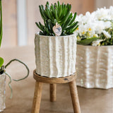 Orchidée Phalaenopsis blanche Mineral Gibraltar et 2 succulentes - coffret Oyster - pot Ø9 cm