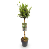 Green boutiQ - Gartenpflanze - Kriechspindel Emerald Gaiety - Stammbaum - Terrassenpflanze - Immergrün - Pflegeleicht - Topf 19cm Höhe 90cm
