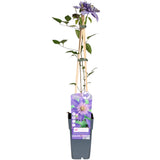 Waldrebe Multi Blue - Clematis Blauw - Ø15cm - ↕65cm