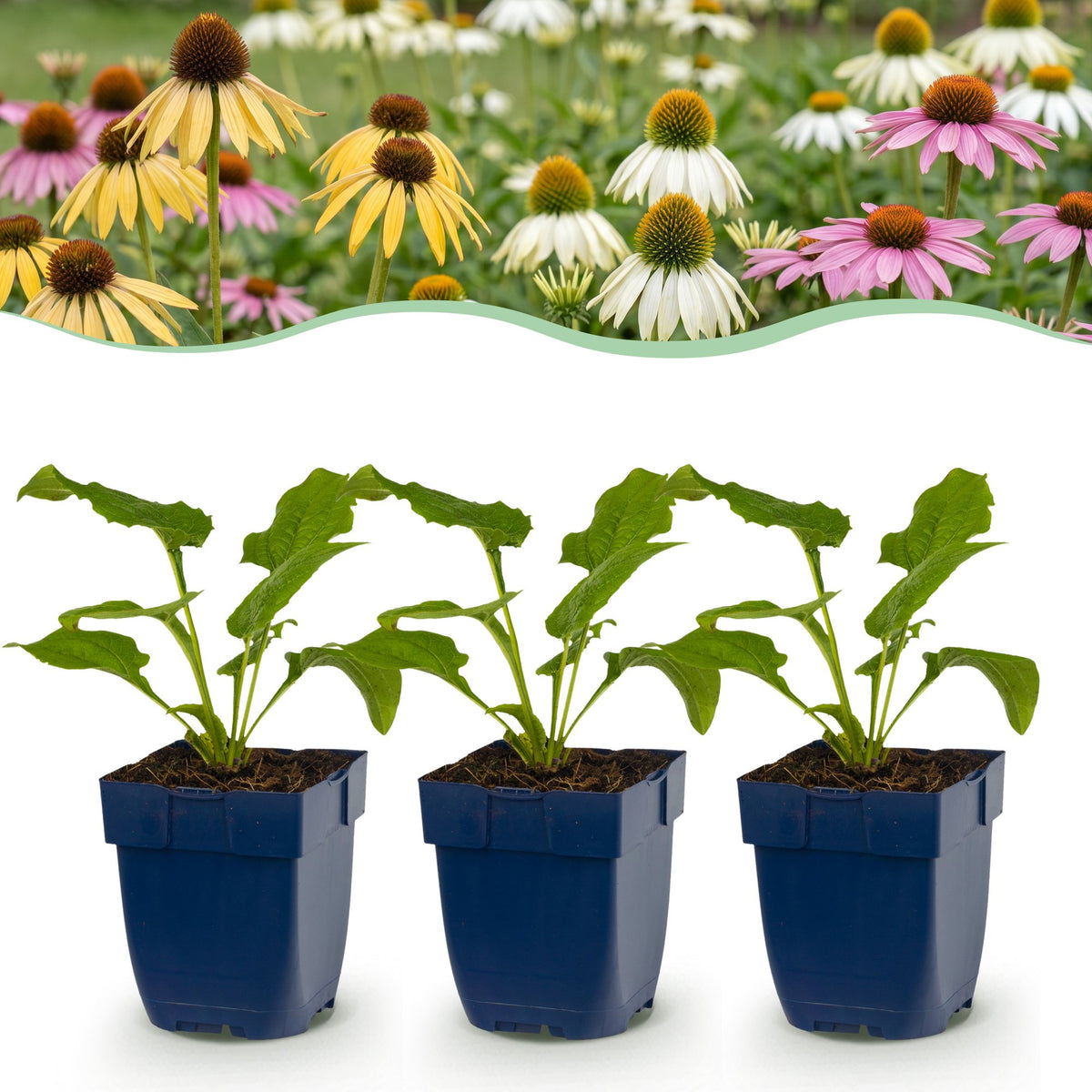 Mélange d'échinacées Tricolour - H 15-25 cm, pot Ø11 cm