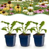 Mélange d'échinacées Tricolour - H 15-25 cm, pot Ø11 cm