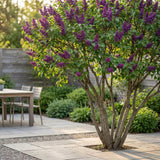 Green boutiQ - Gartenpflanze - Syringa vulgaris Ludwig Spath - Gemeiner Flieder - Winterhart - Violett - 1 Pflanze - Topf 17cm - Höhe 45cm