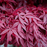 Green boutiQ - Terrassenpflanze - Japanischer Ahorn - Acer palmatum Skeeters Broom - Violett - 2 Pflanzen - Laubabwerfend - Topf 19cm Höhe 70cm