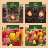 Tulipe Darwin hybride en mélange - calibre 11/12