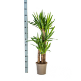 Yucca Elephantipes mit Korb Ø21cm - ↕90 - 110cm