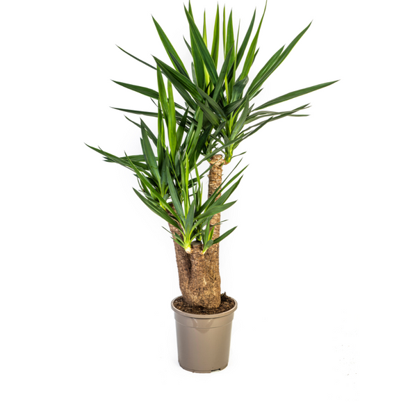 Yucca Elephantipes verzweigt Ø24cm - ↕80-100cm