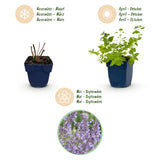 Herbe à chat Walker's Low - 12 plants - H 15-25 cm, pot Ø11 cm