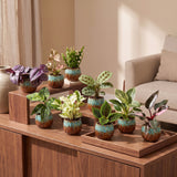 Baby plantes surprise avec cache-pots cuivre - lot de 3 à 12 mini plantes tropicales - pot Ø6 cm - photo 3