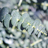Green boutiQ - Terrassenpflanze - Eukalyptusbaum - Eucalyptus gunnii - Grau - 6 Pflanzen - Winterhart - Topf 17cm Höhe 40cm