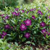 Petite pervenche Atropurpurea - Vinca minor - H 15-25 cm, pot Ø11 cm - photo 5