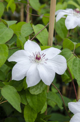 Clematis Miss Bateman - Waldrebe - Ø15cm - ↕65cm