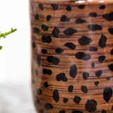 Kolibri Orchids | Geschenkset Leopard | Bolzano Orchidee orange Ø9cm + Grünpflanze Ø6cm – inkl. Leopard Übertöpfe & schwarzes Tablett – frisch vom Züchter