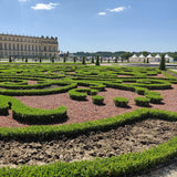 Green boutiQ - Buxus-Kugel - BetterBuxus Skylight - Resistent gegen Buchsbaum-Krankheit - 1 Pflanze - Topf 23cm Kugel 25cm