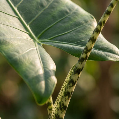 Green boutiQ - Zimmerpflanze - Elefantenohr - Alocasia Zebrina - Grün - Pflegeleicht - 1 Pflanze - mit Übertopf Grau - Topf 21 cm - Höhe 70 - 75cm