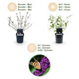 Green boutiQ - Gartenpflanze - Buddleja davidii Black Night - Schmetterlingsstrauch - Winterhart - Violett - 3 Pflanzen - Topf 17cm - Höhe 45cm