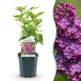 Green boutiQ - Gartenpflanze - Syringa vulgaris Ludwig Spath - Gemeiner Flieder - Winterhart - Violett - 1 Pflanze - Topf 17cm - Höhe 45cm