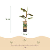 Green boutiQ - Fruitpflanze - Japanische Faserbanane - Musa Ever Red - Winterhart - 2 Pflanzen - Topf 15cm Höhe 50cm