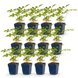 Astilbe Europa - H 15-25 cm, pot Ø11 cm