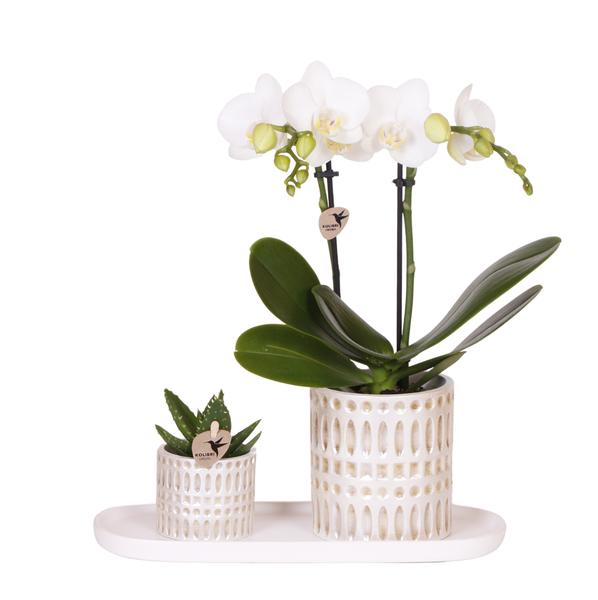 Kolibri-Unternehmen | Pflanzenset Le Chic klein | Witte Phalaenopsis Orchidee Amabilis in Sukkulente inkl. Keramieken Sierpotten op Cream Organic Dienblad