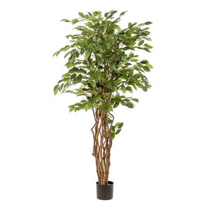 Künstlicher Ficus Liana H170cm