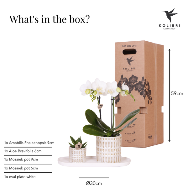 Kolibri-Unternehmen | Pflanzenset Le Chic klein | Witte Phalaenopsis Orchidee Amabilis in Sukkulente inkl. Keramieken Sierpotten op Cream Organic Dienblad